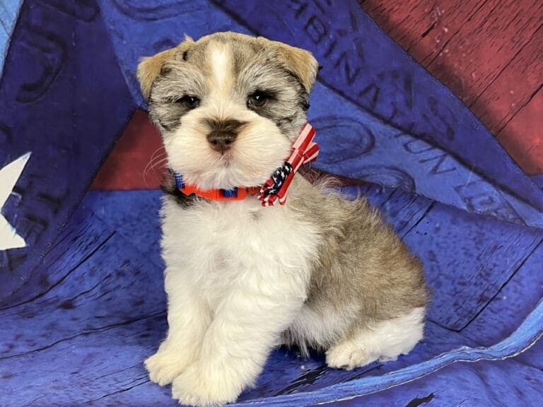 schnauzer dna, genetics parentage