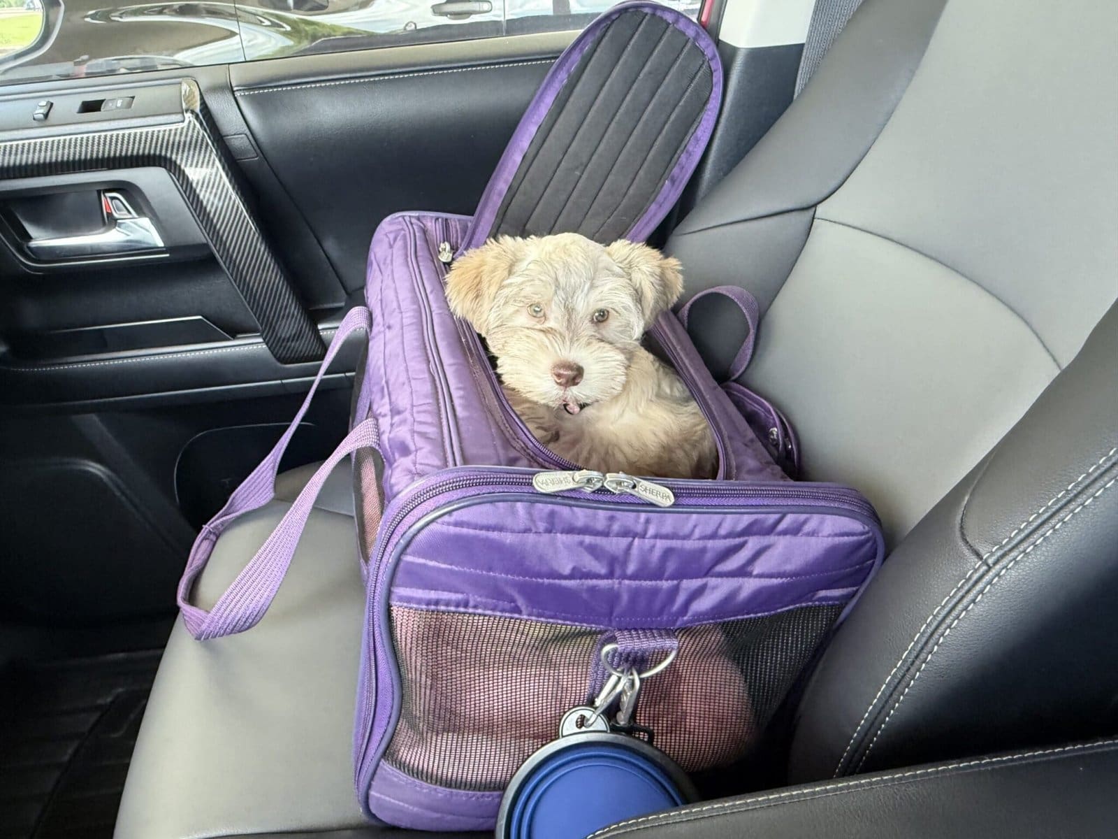 mini Schnauzer puppy car ride