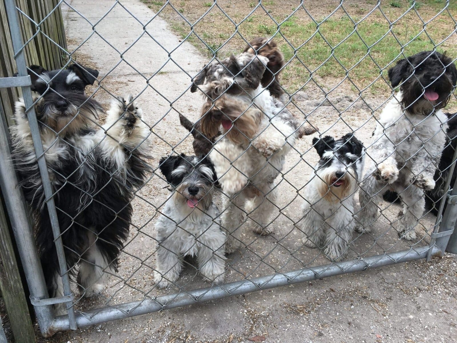 Dog park
