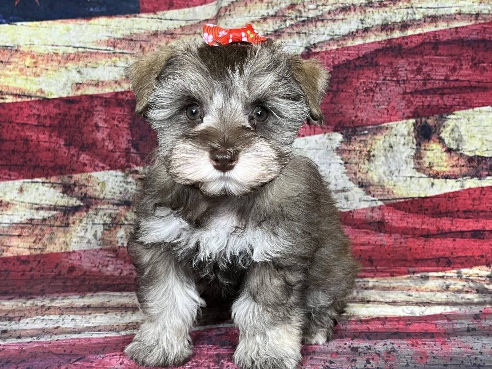 liver pepper parti toy schnauzer puppies for sale houston, TX
