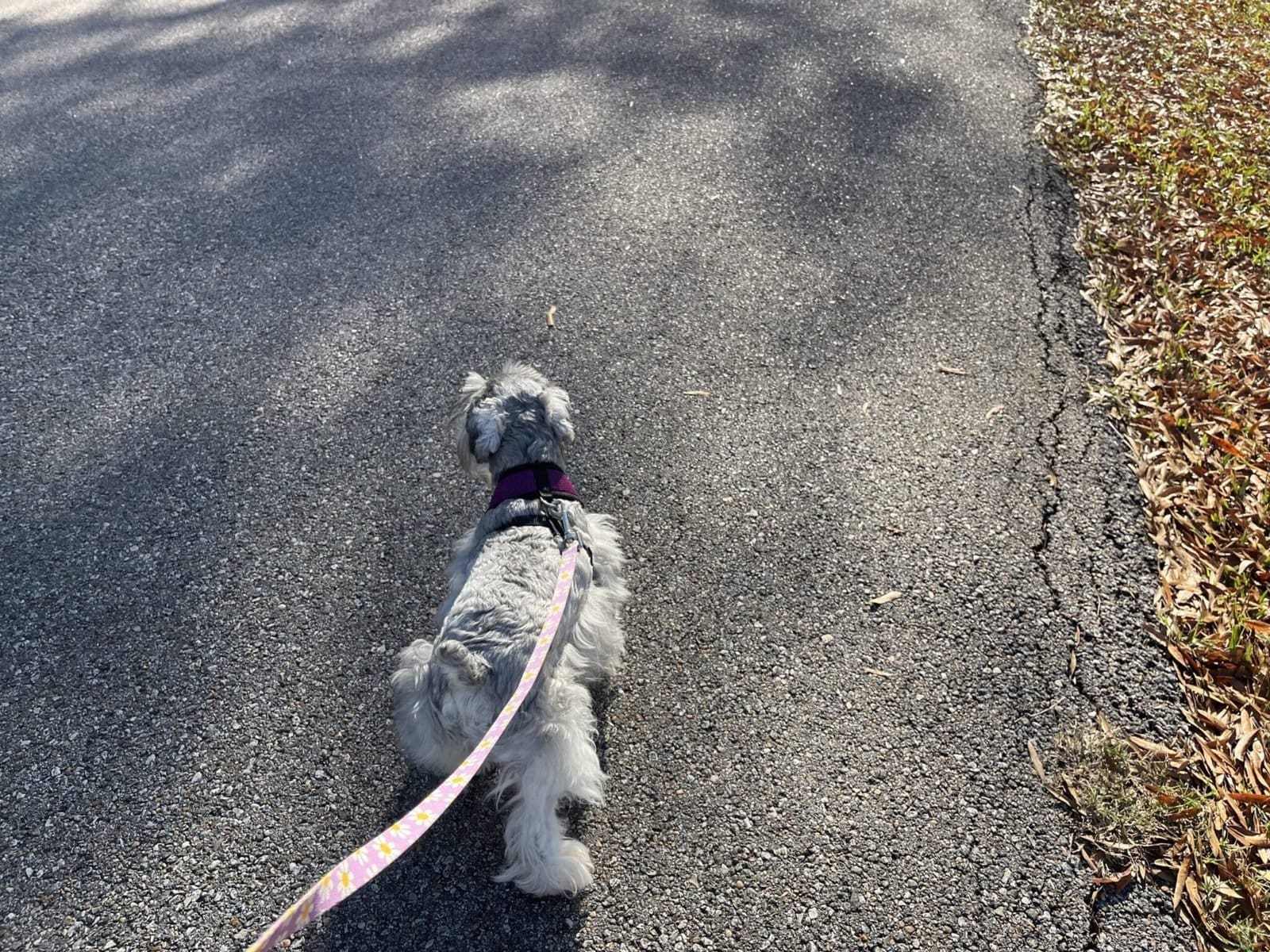 Leash and harness trained schnauzer puppies