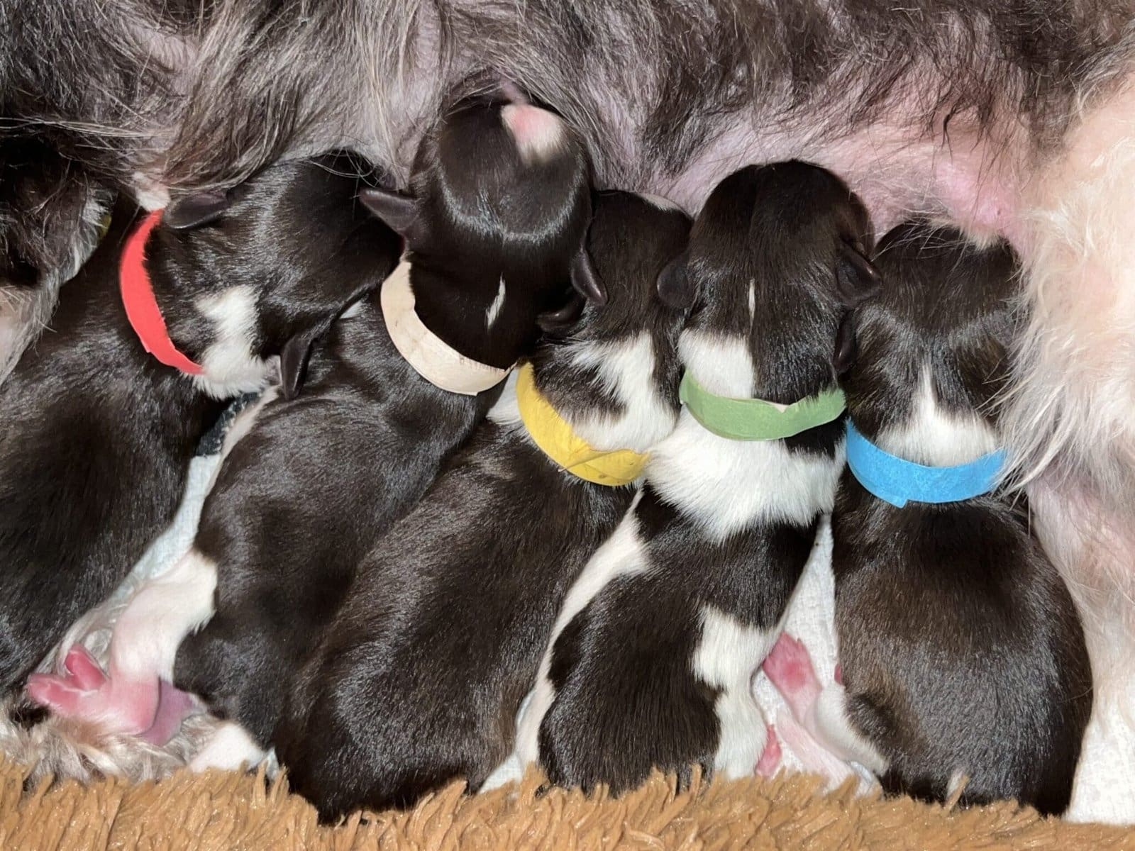 mini schnauzer liver parti puppies for sale Houston