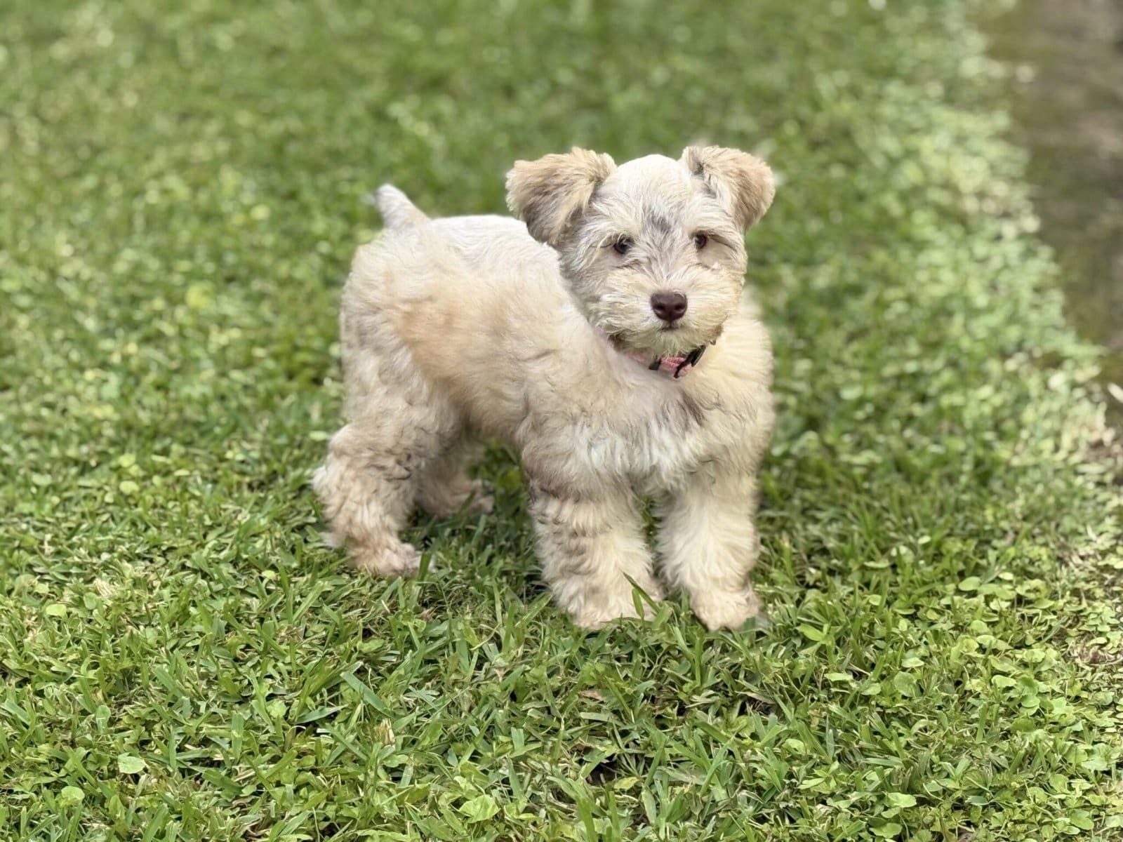 red sable schnauzer