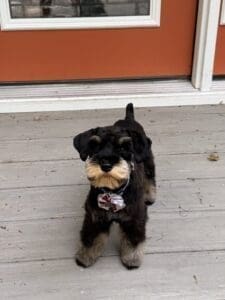 rare schnauzer puppy
