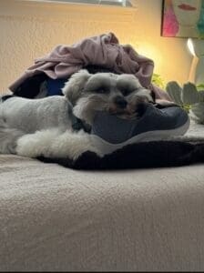 schnauzer dog health tested
