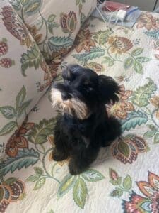 toy schnauzer puppy