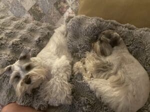 schnauzers liver pepper parti