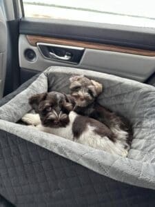 Miniature Schnauzer puppies houston tx
