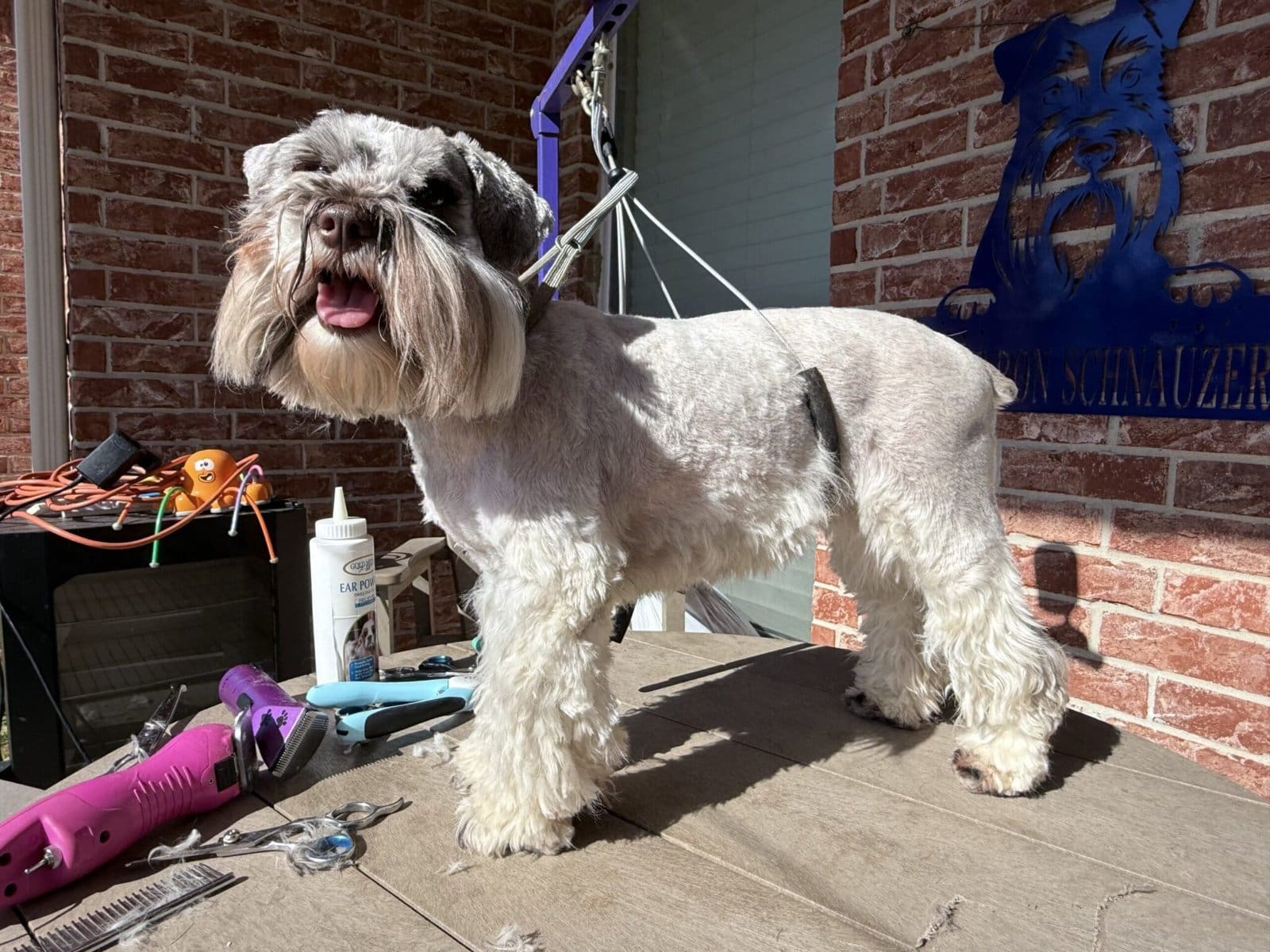 Grooming your schnauzer
