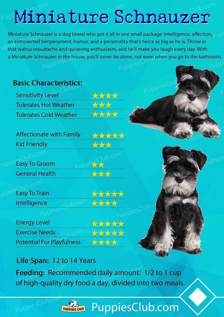 FAQ miniature schnauzer