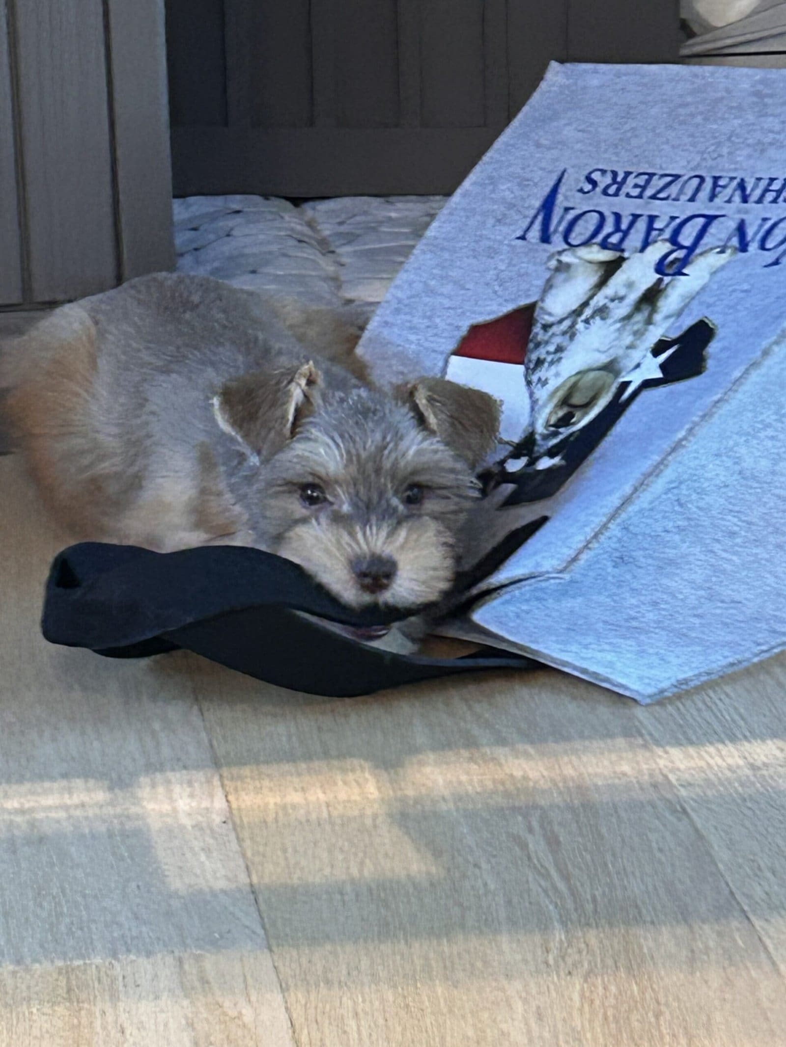 Miniature Schnauzer puppies TX