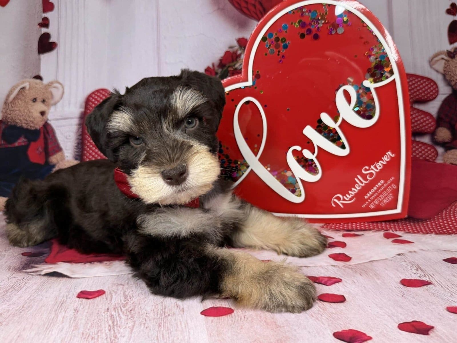 Potty training puppy