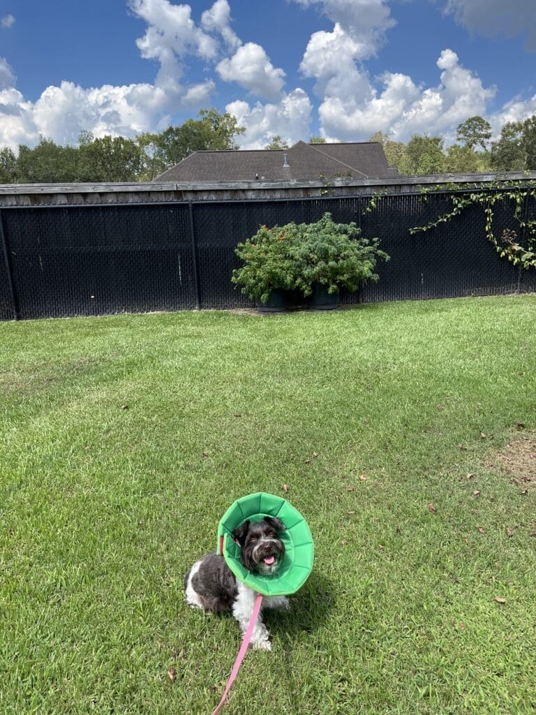 spay or neuter