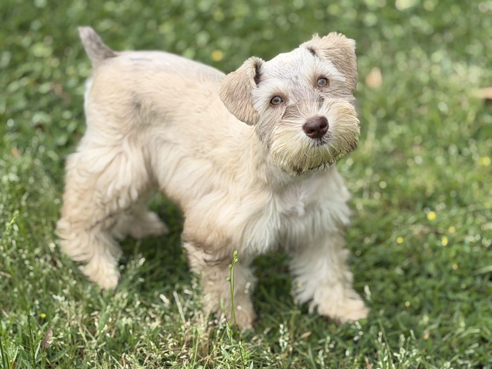 preparing for a miniature schnauzer puppy in Texas