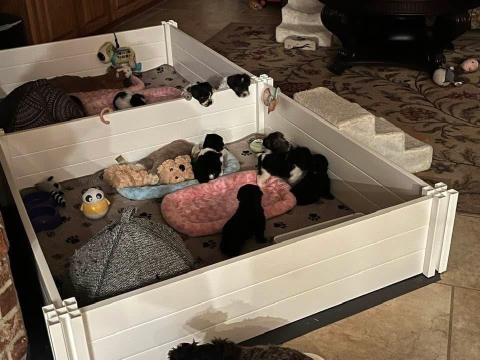 Miniature Schnauzer puppy