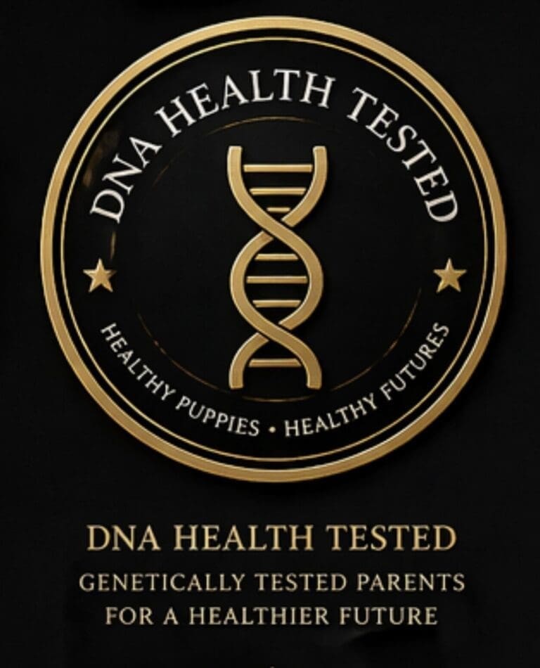 DNA health tested schnauzers
