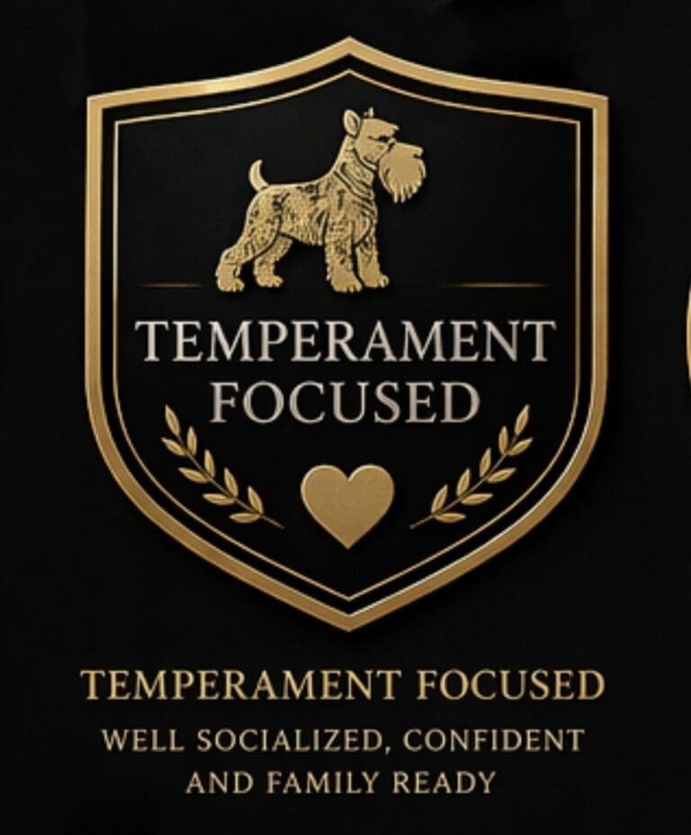 temperament tested schnauzers