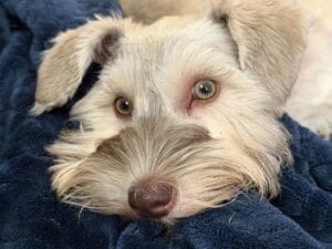 green eyed schnauzer