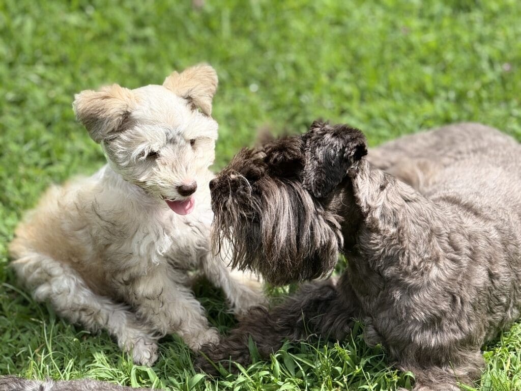 schnauzer Puppy Playing