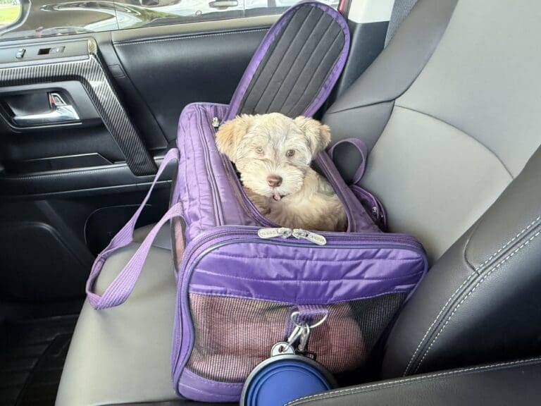 puppy in car