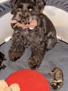 Liver female schnauzer puppy