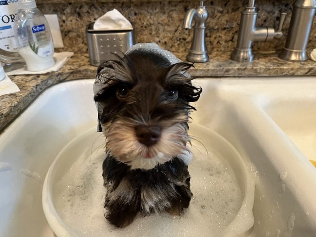 Miniature schnauzer puppy bath
