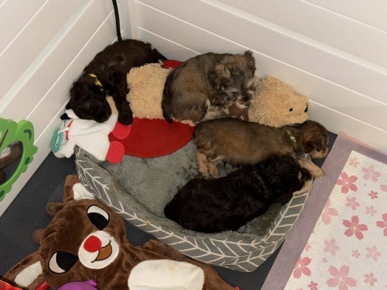 schnauzer puppy sleeping