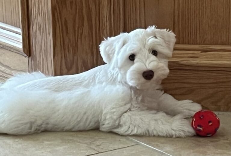 Clicker Trained miniature schnauzer puppy