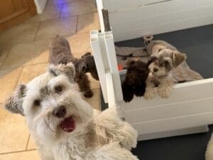 Red Sable Wheaten schnauzer female