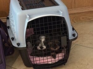 Miniature Schnauzer puppy training crate