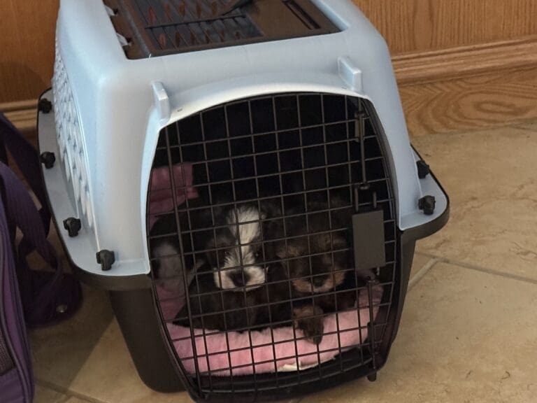 Miniature Schnauzer puppy training crate