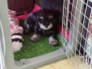 schnauzer puppy crate training