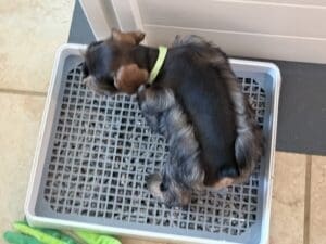Schnauzer puppy potty trained