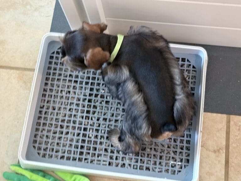 Schnauzer puppy potty trained