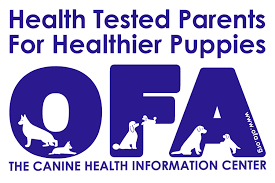 OFA Certified Miniature schnauzer puppies