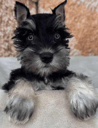 Blue eyed schnauzer puppy