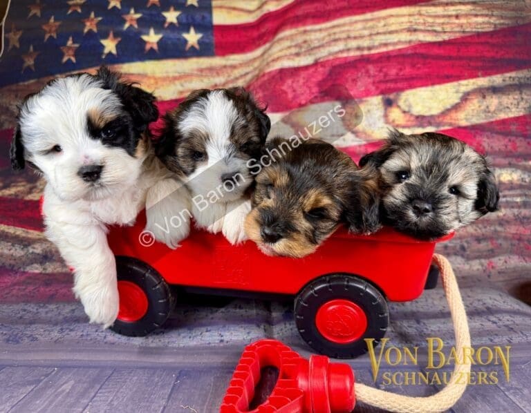 AKC Health tested miniature schnauzer puppies for sale houston texas